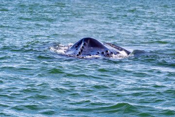 Whare Watiching in Costa Rica. Humpback whales in the pacific Sea of Central America