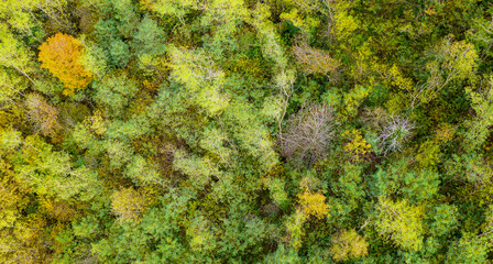 autumn trees with yellow and red leaves view from a height of 30 meters