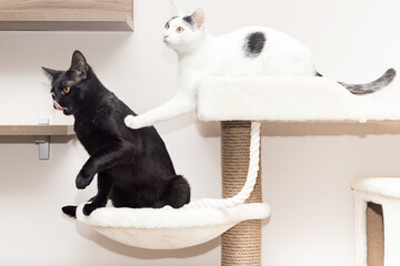 Two cats play on a special game complex for cats.
