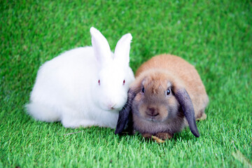 Cute rabbits of fluffy white and brown sitting together isolated on green background. Two rabbit on...