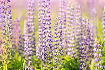 Flowers of pink and purple lupin on the field in natural sunlight.