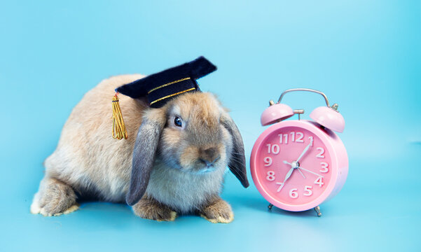 Cute little brown rebbit with fluffy wearing graduation cap sitting with pink clock isolated on blue. Adorable bunny or rabbit wearing grads cap and sit with clock. Education and successfully concept.
