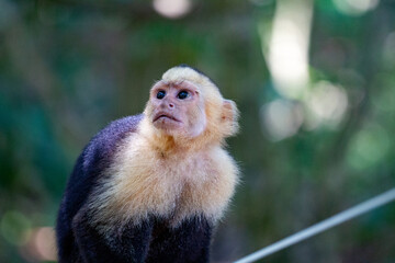 Naklejka premium Capuchin Monkey in Costa Rica National Park