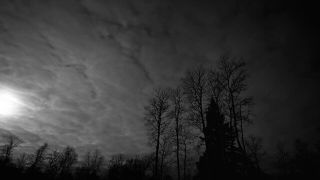 Time-lapse of fast-moving clouds on a moonlit night and silhouettes of a forest of spruce and aspen trees.  The moon is on the left side of the clip. 
