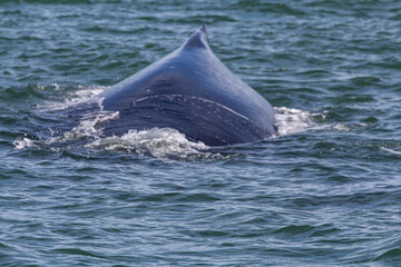 Fototapeta premium Whare Watiching in Costa Rica. Humpback whales in the pacific Sea of Central America