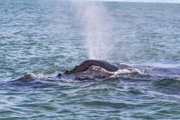 Whare Watiching in Costa Rica. Humpback whales in the pacific Sea of Central America