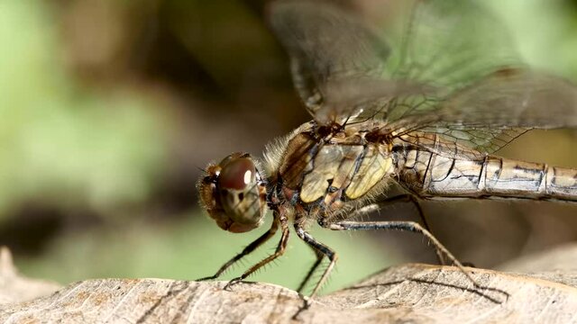 Libellule sur feuille.