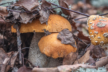 Two birch mushroom with an orange cap in a fallen tree leaf near a dried toadstool,  hat under the leaves, macro photo