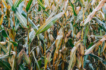 Background of a field with corn plants. Corn crop. Wallpaper for agriculture and ecology concepts