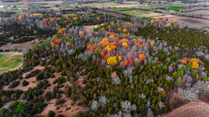 Drone photography of a forest containing oaks and maple trees in autumn.  The forest floor is painted in a reddish glow from the fallen leaves.  Rural scenic landscapes of Ontario Canada.