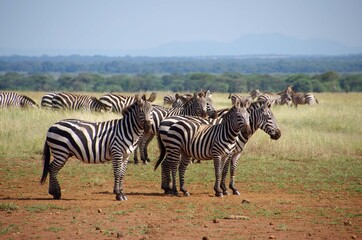 Fototapeta na wymiar Zebras in the Serengeti park in Tanzania