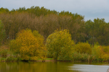 The edge of a lake in autumn colors under a cloudy sky at fall, Almere, Flevoland, The Netherlands, October 26, 2020