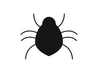 spider insect