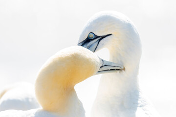 In soft light, two Northern Gannets heads welcome after landing. Nice bokeh in background
