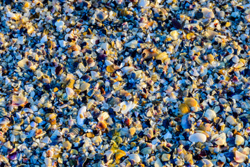 Background of the many sea shells. Natural pattern