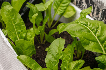 Acelga Huerta Urbana