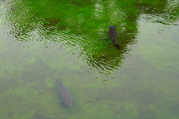 松本城の濠の鯉