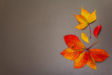 Autumn background with colorful fall leaves