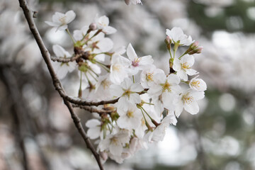 群馬県庁の隣にある桜