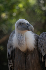 Majestic Rare Griffon vulture in a zoo facing the camera, close up