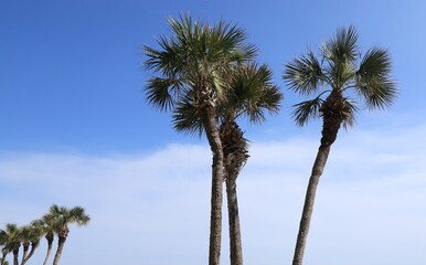 Obraz premium Palm trees against the blue sky