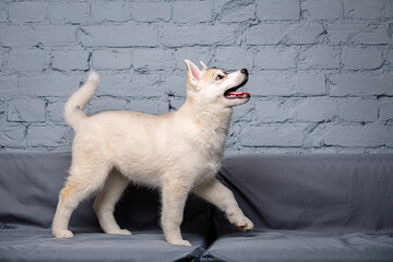 A light fluffy puppy of the Siberian Husky breed plays with a funny face on the couch at home. Dog...