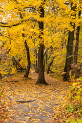 Obraz premium Hiking Trail