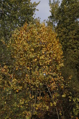 View of a forest in autumn colors