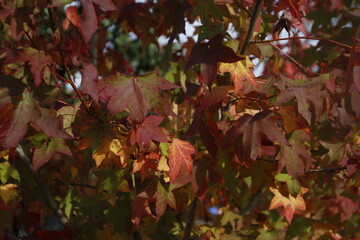 View of a forest in autumn colors