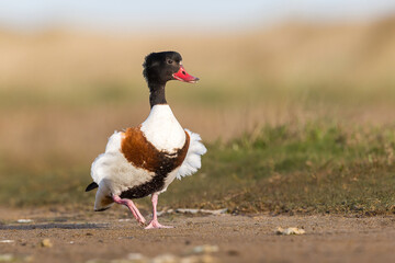 shelduck in display songs while mating in spring season. Ireland Co. Wexford