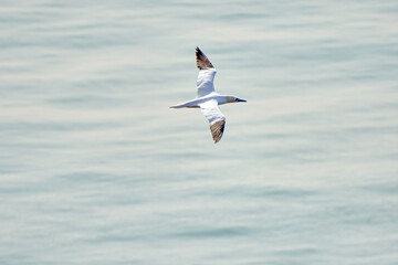 A single white and yellow gannet flies through the sky, blue, gray sea in background