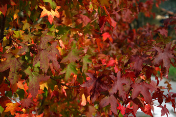 View of a forest in autumn colors