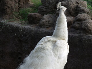 GEDSC DIGITAL CAMERA