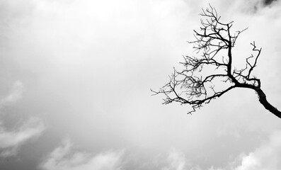 A ragged old dead barren tree stump and branches reaching up into a gloomy ominous sky with peak of blue behind. Clouds and spooky silhouette of a tree with lots of space.