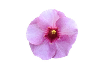 Pink flower (Allamanda Cathartica) Isolated on white background. Object with clipping path.