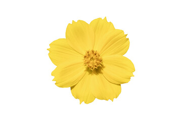 Beautiful yellow cosmos flower (Coreopsideae) Isolated on white background. Object with clipping path.
