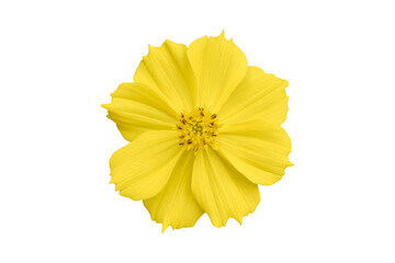 Beautiful yellow cosmos flower (Coreopsideae) Isolated on white background. Object with clipping path.