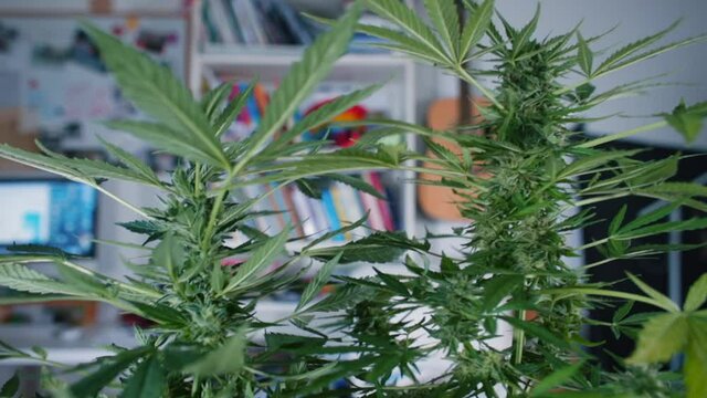 The cannabis bush is moving. Growing marijuana at home. Narcotic plant stress relaxation in self-isolation. Living room.