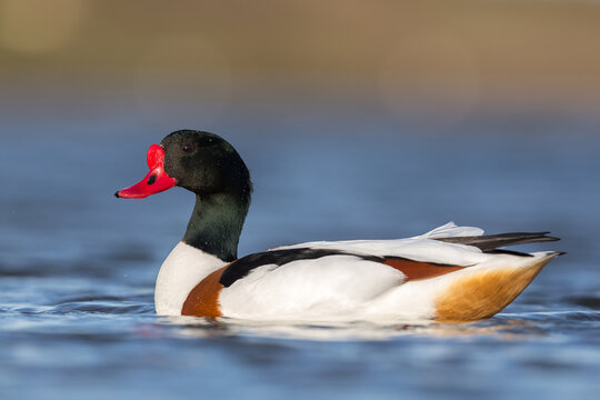 shelduck in display songs while mating in spring season. Ireland Co. Wexford