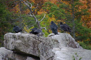 Black Vultures