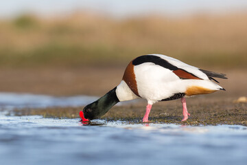 shelduck in display songs while mating in spring season. Ireland Co. Wexford