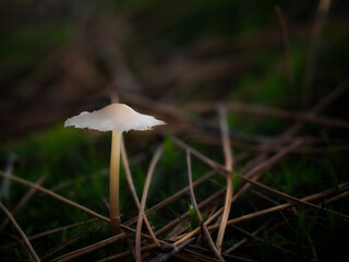 Small mushroom in the forest