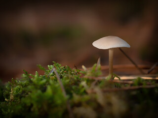 Small mushroom in the forest
