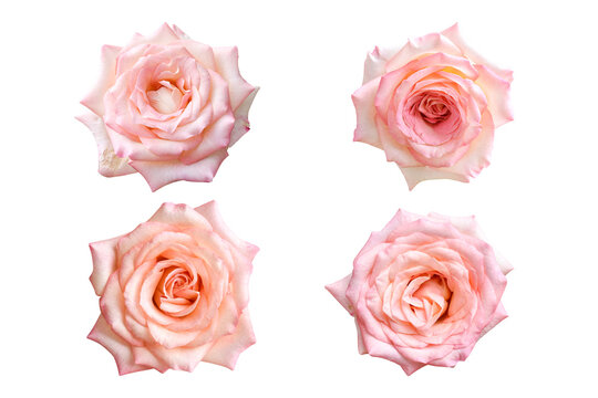 Set of pink rose isolated on white background with clipping path.