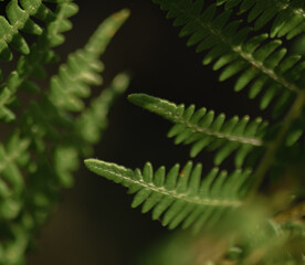 Photo of a fern leaf