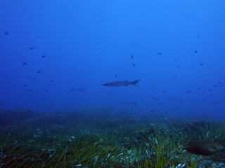 Obraz premium Scuba Diving Malta, Gozo and Comino
