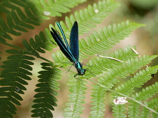 Insectos