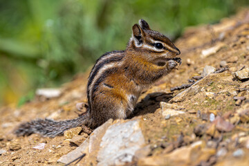 Uinta Chipmunk (Tamias umbrinus) on the Hiawatha Mountain Bike Trail