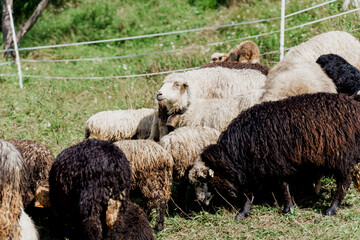 Sheeps and rams on the green field on the farm. Production of wool from animals. Flock of sheep in the mountains.