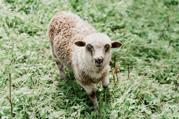 Funny sheep looks into camera on the green field. Happy animal with beautiful wool. Advert for...